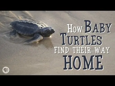 How Baby Sea Turtles Find Their Way Home