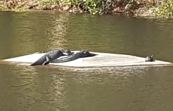 Alligator Viewing Stand at Horton Pond - Tupelo Trailhead