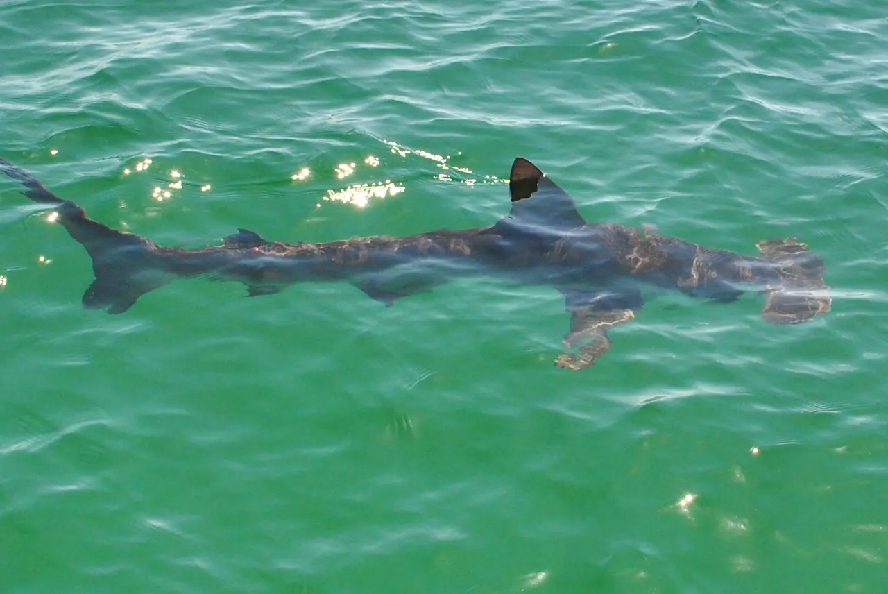 Camera Panama City Beach | Shell Island, Panama City Beach | Dolphin, Panama City Beach