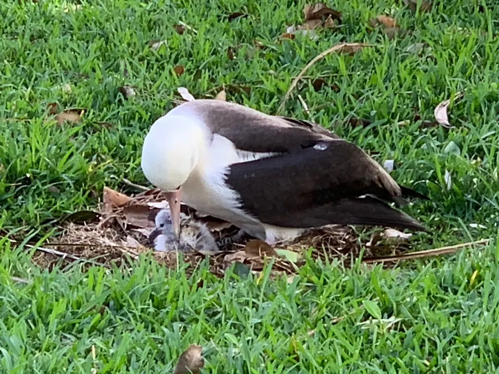 Introducing Pela - A Laysan Albatross on Kauai - Hawaii