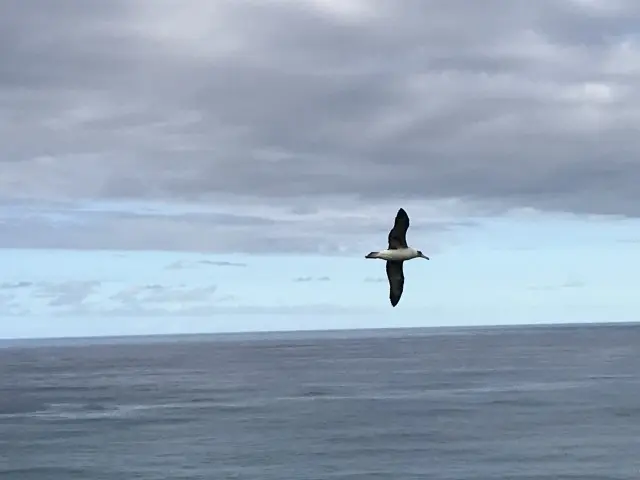 The First Albatross Of The Year Returns To Kauai - Hawaii