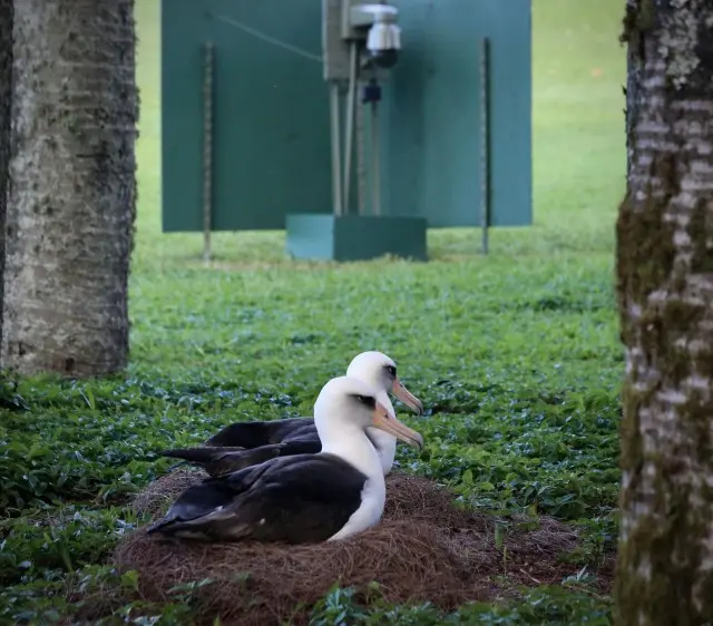 Naturism And Naturalist Locations on Kauai - Watch the Laysan Albatross Live on Bird Cam!