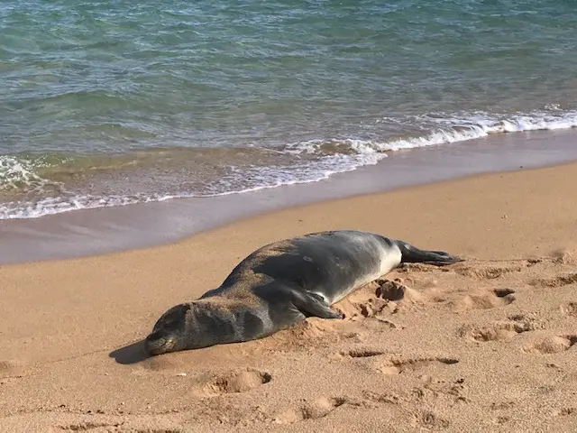 Hawaiian Monk Seal - Another Kauai Treasure - Hawaii