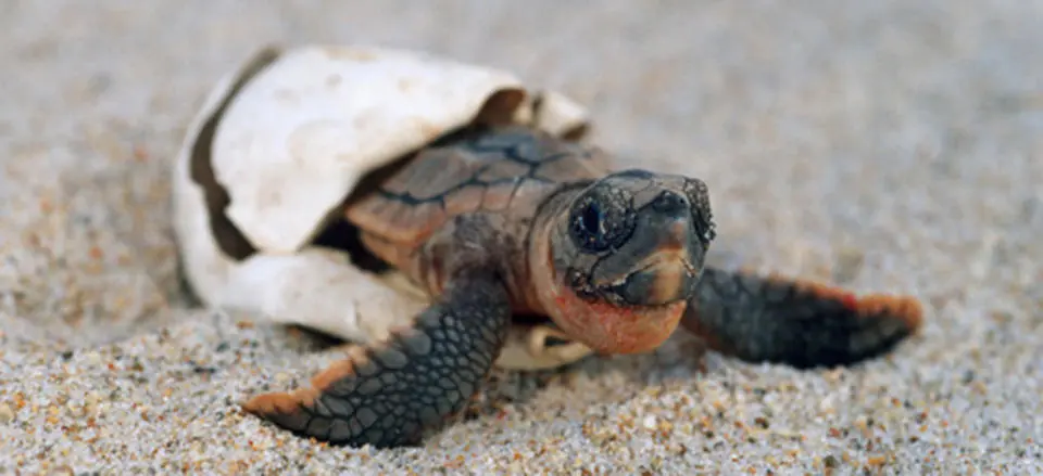 Witness the magic of sea turtles hatching, if you're lucky