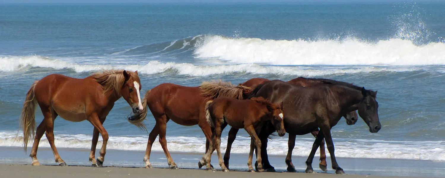 Corolla Wild Horses | Corolla Wild Horse Fund - Official Site * Corolla, NC