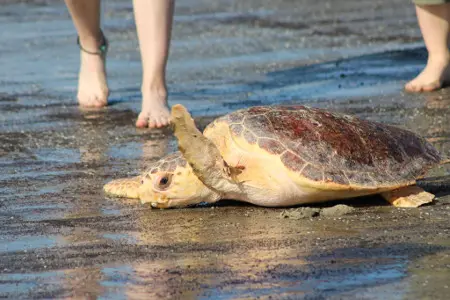 Turtle Waves Goodbye - Sea Turtle Release Jekyll Island