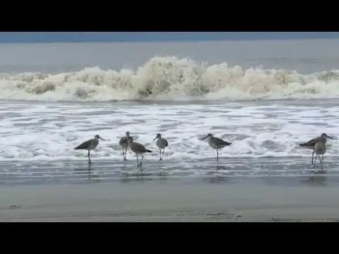 Sandpipers on Jekyll Sandpiper's Beach