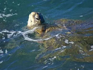 Where to view the Hawaiian Green Sea Turtle (Honu) on Kauai, Hawaii