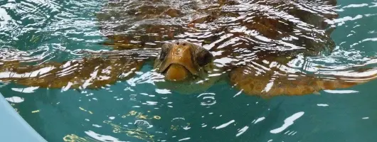 GSTC - Georgia Sea Turtle Center - Working Veterinary Hospital