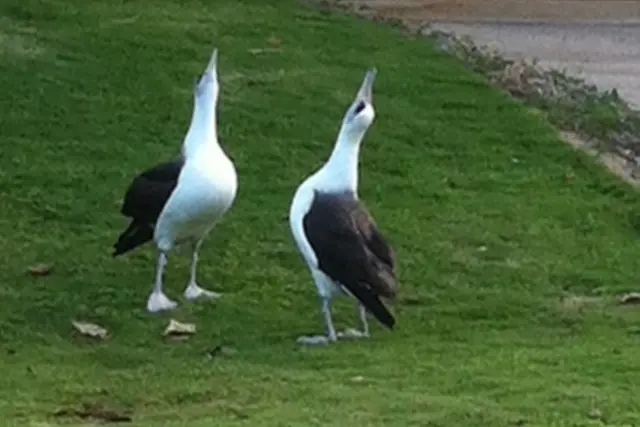 What To See In Kauai - Laysan Albatross on Kaweonui Road - Princeville