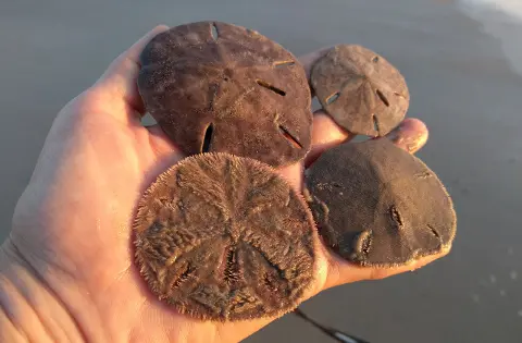 Sand Dollars - Dead or Alive? - Beachcoming Jekyll Island