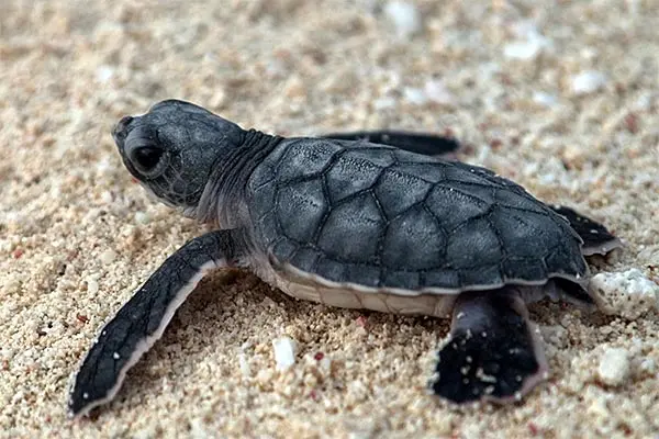 Explore Pensacola: Sea Turtle Season