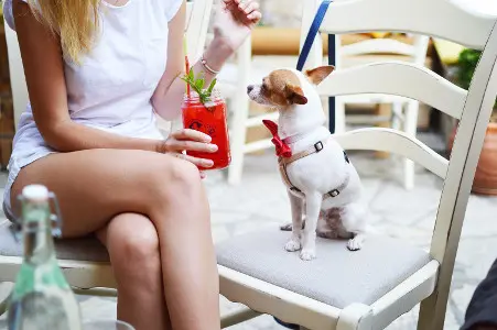 Jekyll Island Restaurants that Welcome your Dog