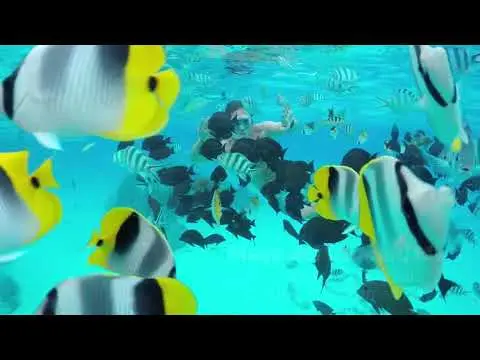 Playa del Carmen snorkeling video - YouTube