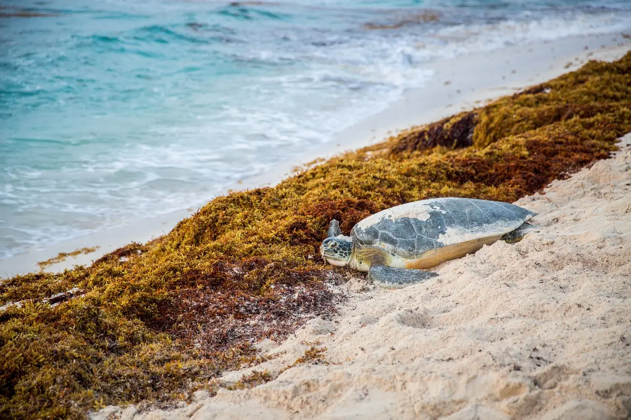 Sargassum Seaweed in Cozumel 2019 - Stingray Villa