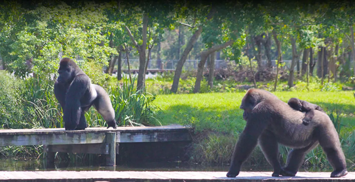 Visit the Gulf Breeze Zoo | Gulf Breeze, Florida