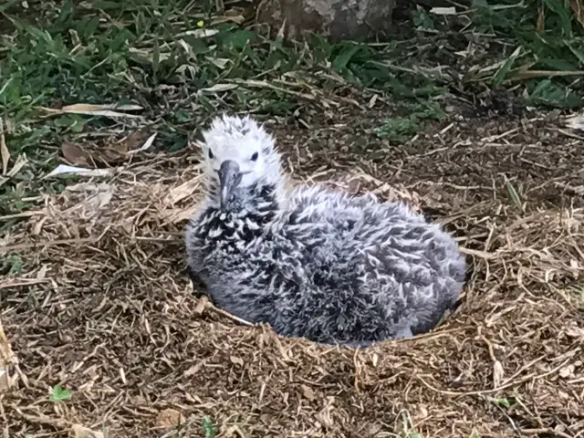 Meet Orion, An Albatross Chick Born Four Houses Down From Honu Point