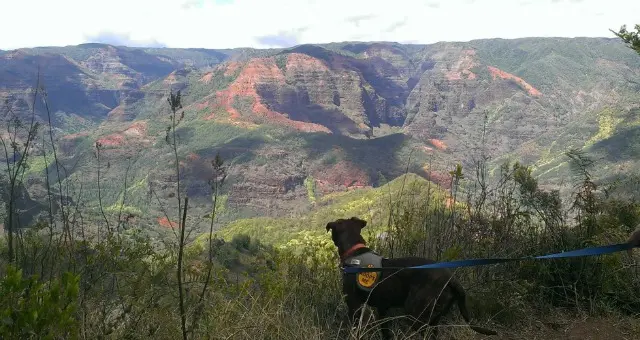 What To Do In Kauai - Take A Kauai Humane Society Field Trip!