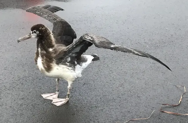 Laysan Albatross on Kaweonui Road - Kauai - Hawaii