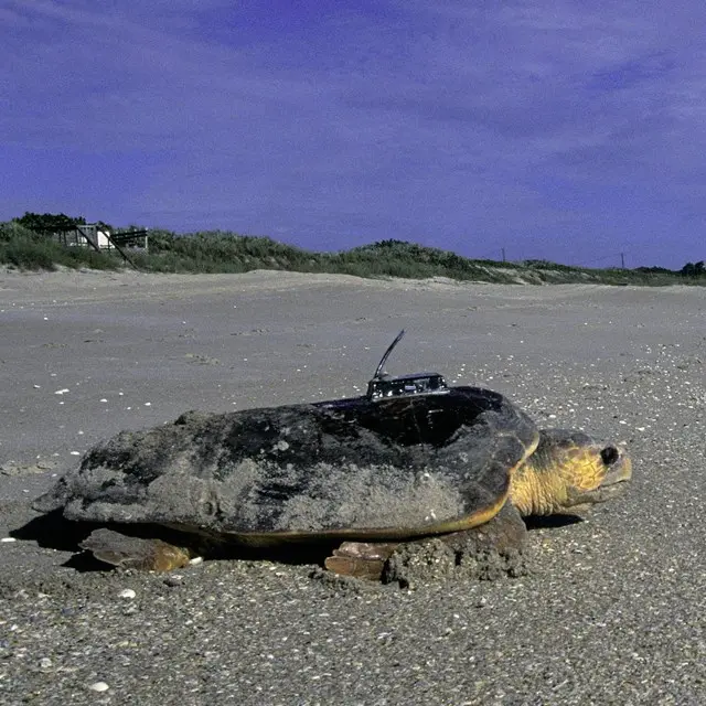 You Can Help Sea Turtles at Gulf Islands - Gulf Islands National Seashore (U.S. National Park Service)