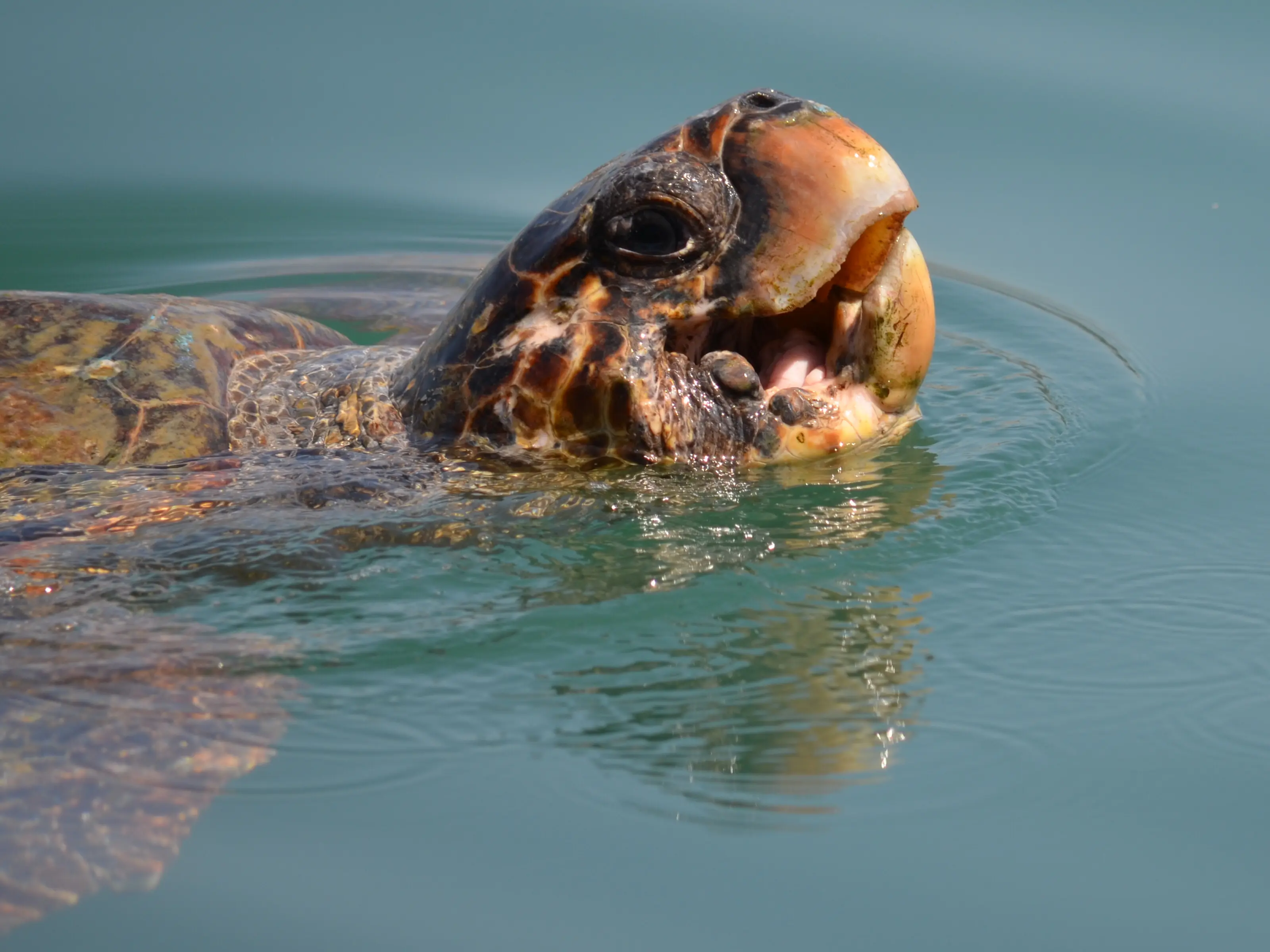 Sea Turtle Season