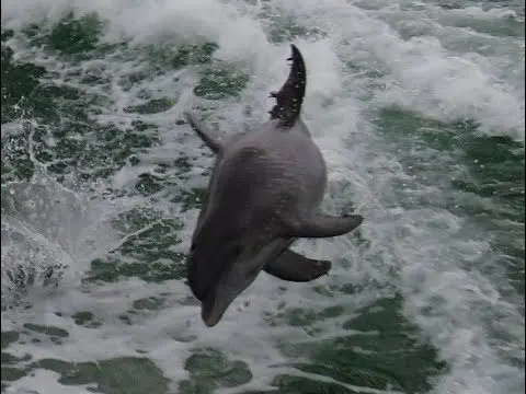 Sea Screamer Dolphins Panama City Beach FL Sept 30 2017 - YouTube