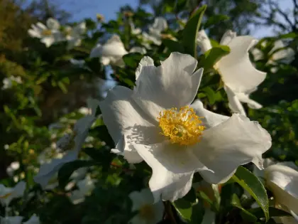 Color Under the Oaks - Azaleas and the Cherokee Rose