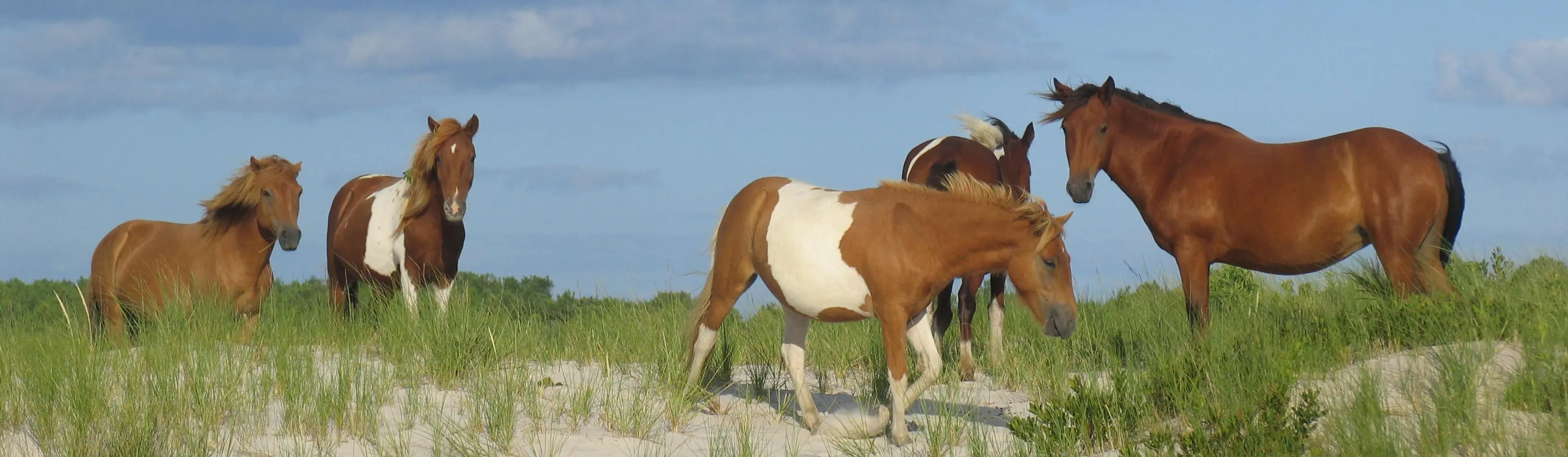 Assateague Island National Seashore (U.S. National Park Service)