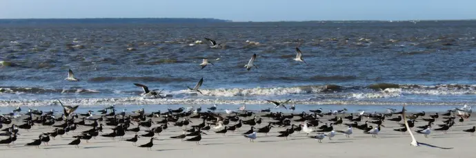 Hike Jekyll's Remote Southern Beach