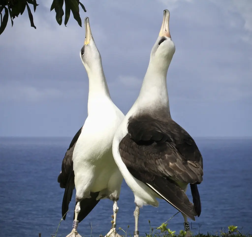 What To Do In Kauai - Hire Hob Osterlund As A Bird Watching Guide