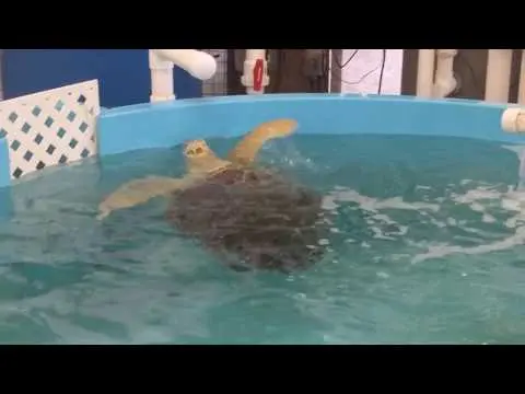 Tsunami - Sea Turtle Rehabbing on Jekyll Island