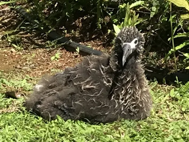 Here's Your Albatross Chicks Fix - Princeville - Kauai - Hawaii