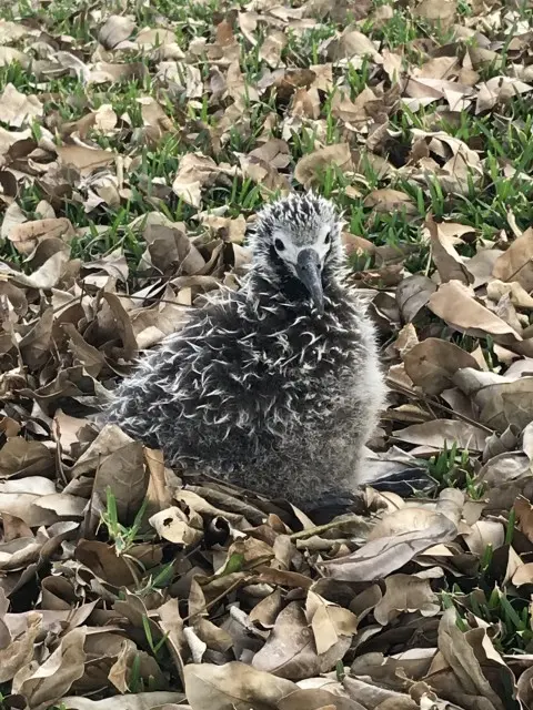 Update on Pela - "My" Laysan Albatross Chick - Kauai, Hawaii