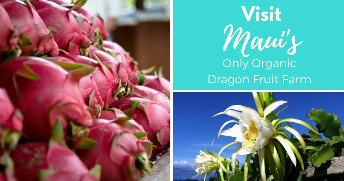 Visit Maui's Only Organic Dragon Fruit Farm