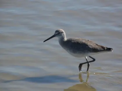 The Willet - Sandpiper that visits our Beach