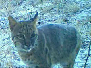 Boris and Natasha -  Rocky and Bullwinkle - Bobcats on Jekyll Island