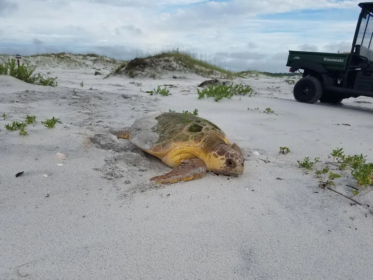 Pensacola: Home to the Beloved Sea Turtle