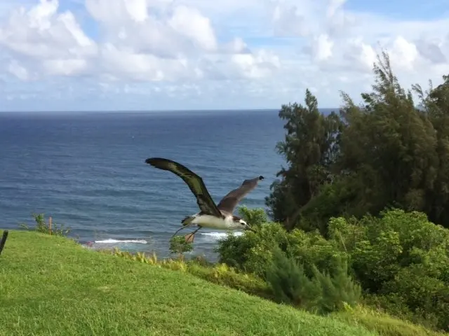 Pela, "my" Albatross Chick, Fledges! Princeville, Kauai, Hawaii