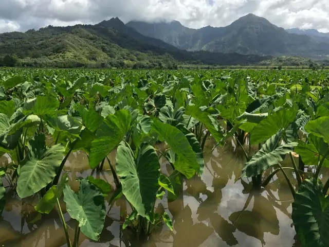 Visit Hawai`i's ONLY Remaining Rice Mill, Where The Past Meets The Present