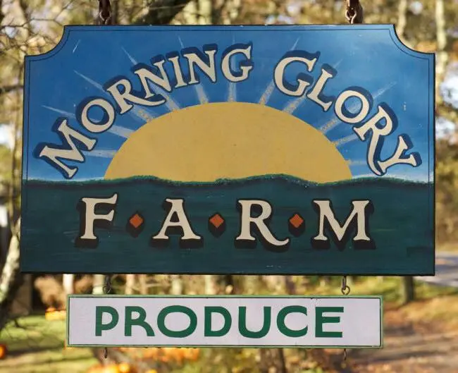 Morning Glory Farm