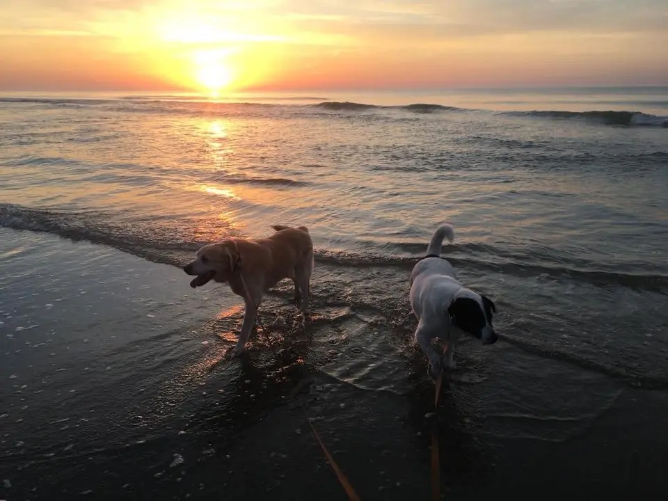 The Marejo Pet Policy and Addendum - Pawley's Island, SC