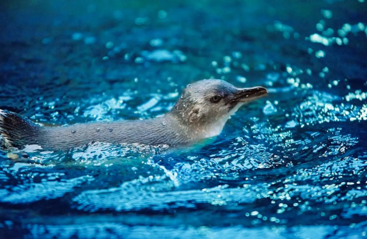 Sea Life Sunshine Coast Aquarium