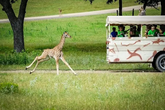 Wildlife Adventure: Fossil Rim Safari