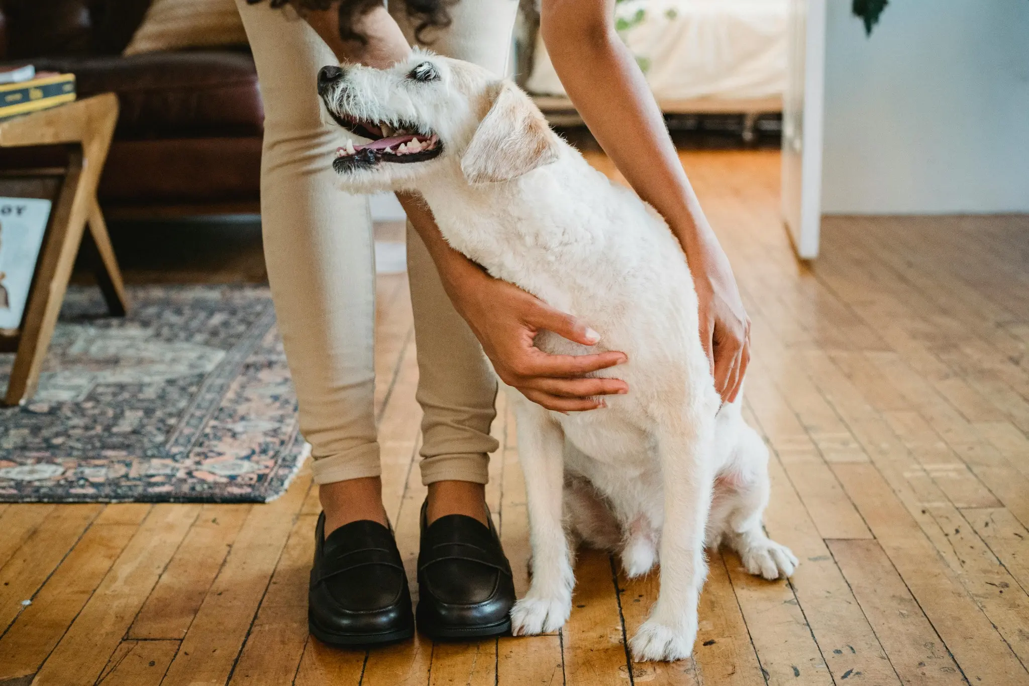 How to Make Your Vacation Rental Pet-friendly: Tips for Host...