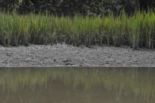 Coastal South Carolina Marsh Pluff Mud