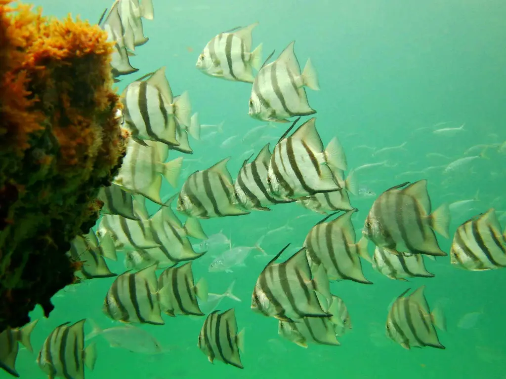 Best Place to Snorkel or Scuba Dive in Navarre, FL