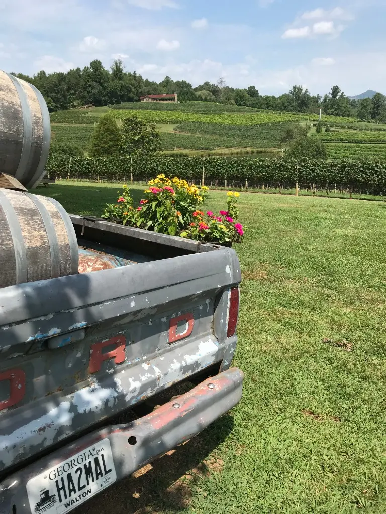 Georgia Vineyards