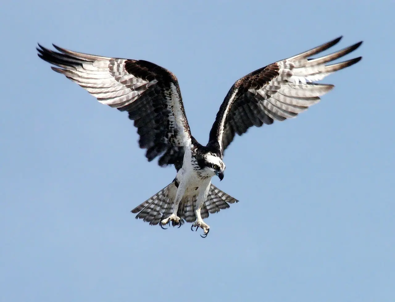 Check-In Instructions - Osprey Landing