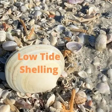 Low Tide Shelling in Fort Myers Beach