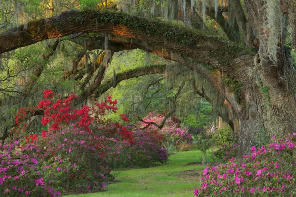 Magnolia Plantation & Gardens: Camellia Walk & Lights of Magnolia